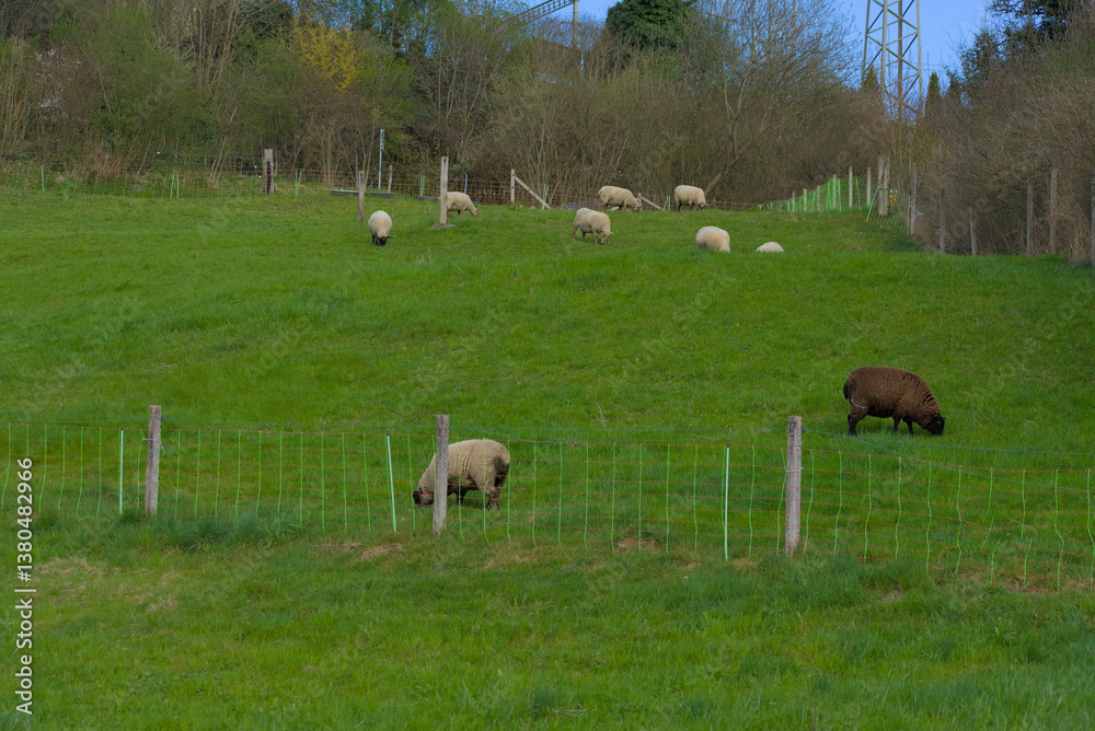 Obraz premium Indulge in pastoral serenity—sheep grazing peacefully on a lush green pasture, capturing the essence of countryside charm and idyllic simplicity.