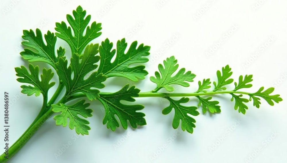 Intricate parsley sprig design forming a unique shape , plant, pattern, herb Intricate parsley sprig design forming a unique shape , plant, pattern, herb
