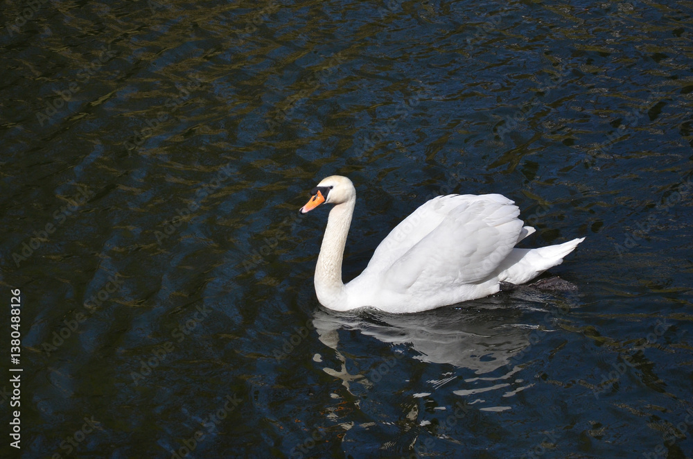 Obraz premium Wild white swan (Cygnus Olor) gracefully floats on the lake with dark water in sunny day .Wild swan's wildlife. Free copy space.