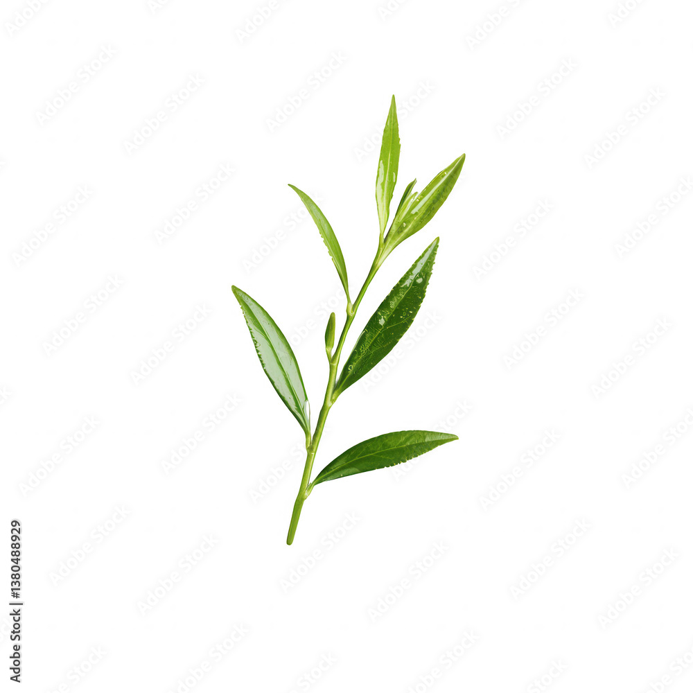 Fototapeta premium A fresh green olive branch isolated on a white background, symbolizing peace and harmony. Ideal for use in nature-themed projects or culinary presentations.