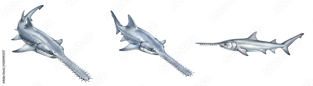 Fototapeta premium Watercolor three sawfish swimming in a row with their saw like noses visible against a plain space showing detail on transparent background