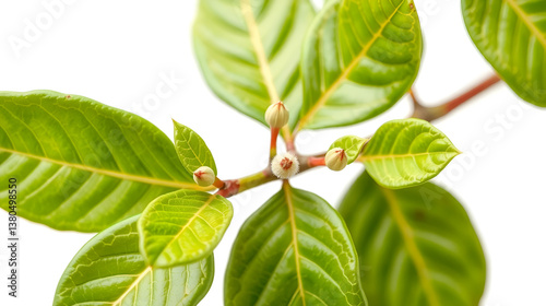 wintergreen branch with seeds white background