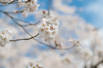 Papier peint photo  満開の桜  © 歌うカメラマン