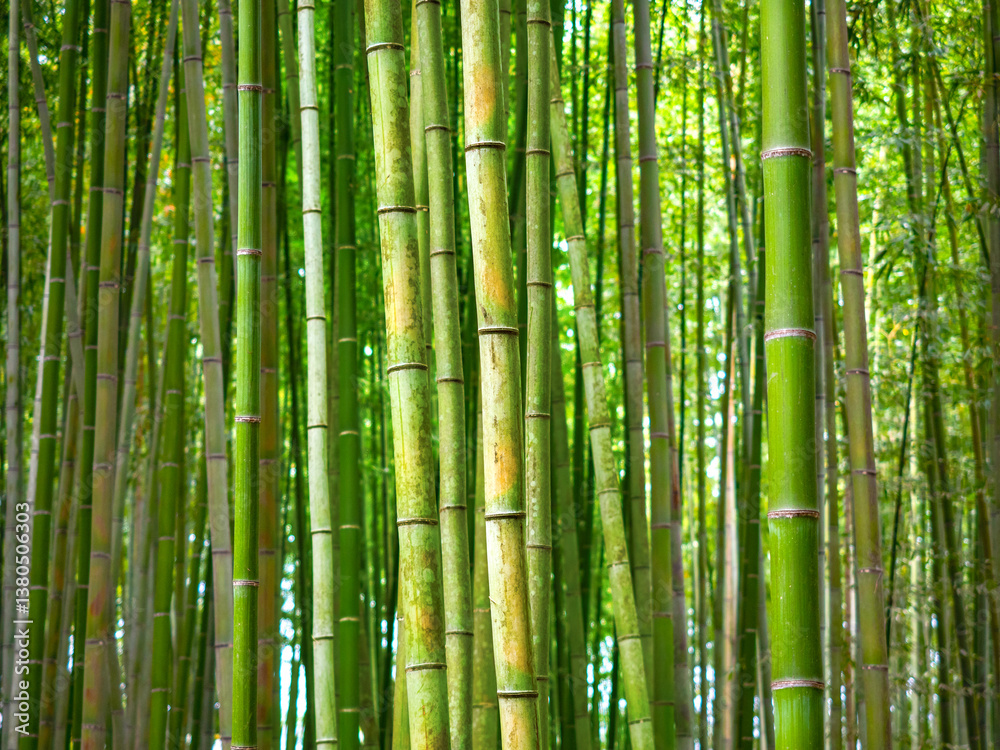 Dense bamboo forest. Evergreens close-up. Thin bamboo stems. Traditional asian forest. Thicket of park with bamboo plants. Sagano forest. Arashiyama area in Japan. Flora, nature, environment Dense bamboo forest. Evergreens close-up. Thin bamboo stems. Traditional asian forest. Thicket of park with bamboo plants. Sagano forest. Arashiyama area in Japan. Flora, nature, environment