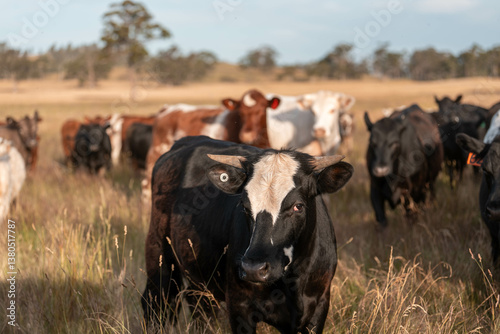 Obraz na płótnie growing beef cows and cattle grazing on sustainable managed grasses on a farm. sustainable beef regenerative food farm w salonie