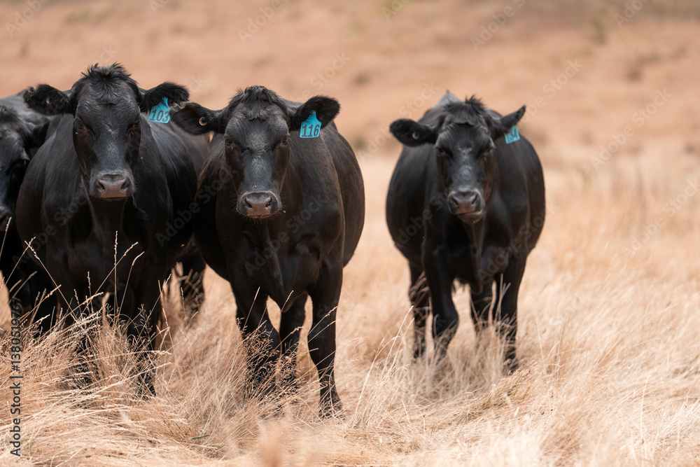 growing beef cows and cattle grazing on sustainable managed grasses on a farm. sustainable beef regenerative food farm