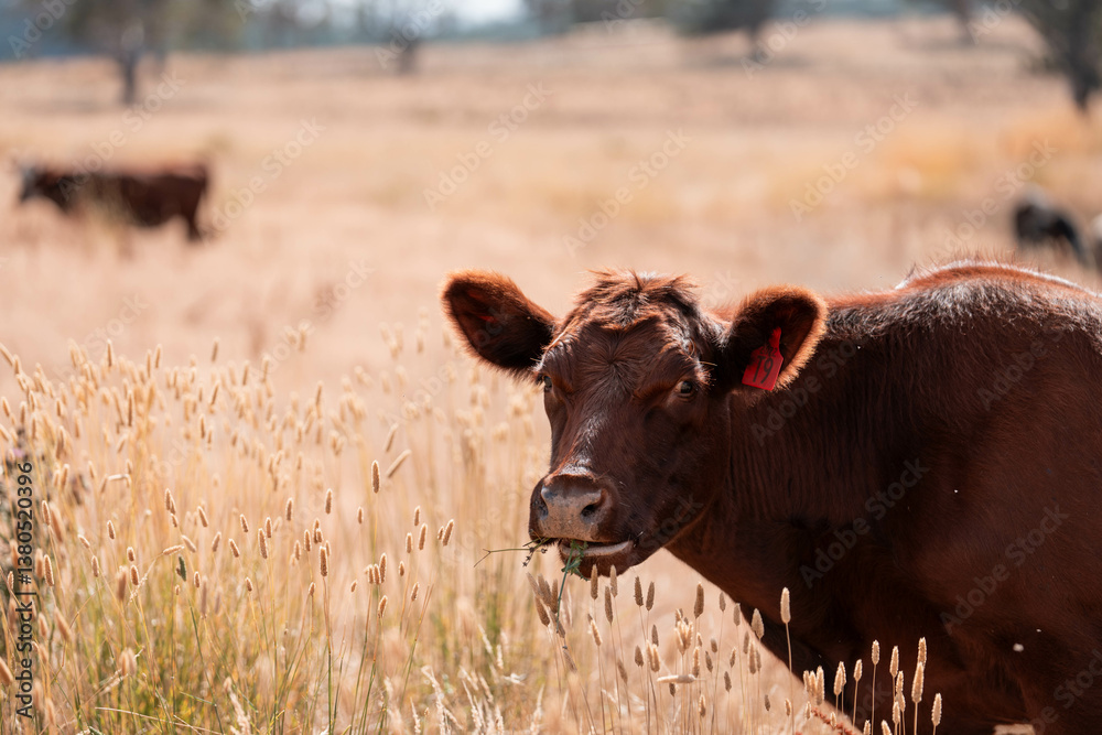 beef cows and cattle grazing on sustainable managed grasses on a farm holding microorganisms storing carbon sustainable regenerative