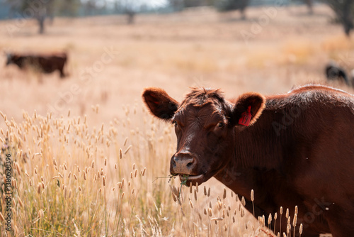 Obraz na płótnie beef cows and cattle grazing on sustainable managed grasses on a farm holding microorganisms storing carbon sustainable regenerative w salonie