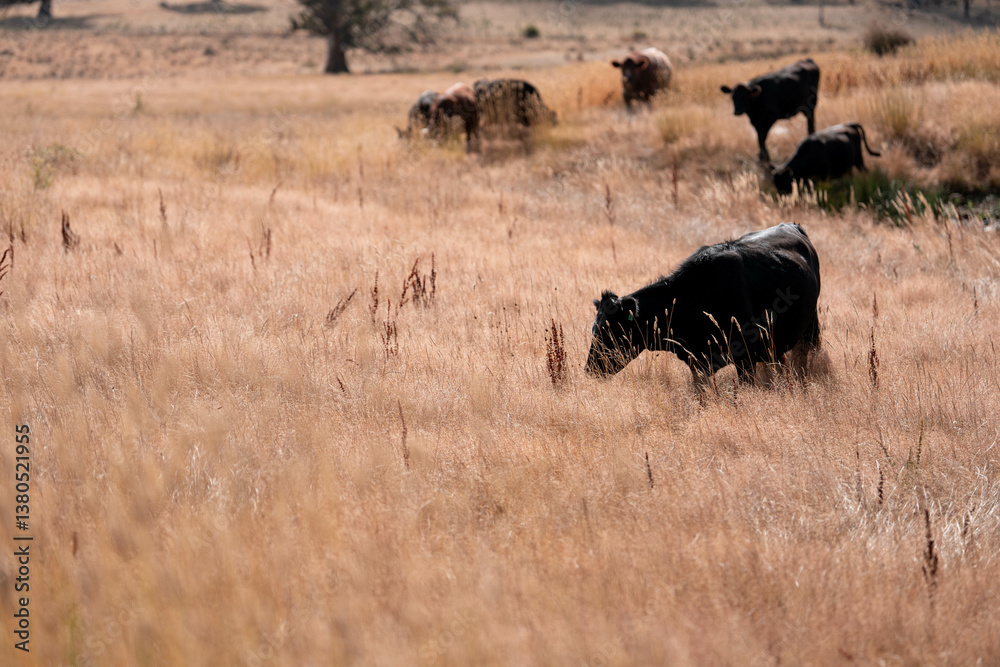 beef cows and cattle grazing on sustainable managed grasses on a farm holding microorganisms storing carbon sustainable regenerative