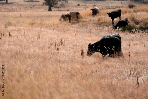 Obraz na płótnie beef cows and cattle grazing on sustainable managed grasses on a farm holding microorganisms storing carbon sustainable regenerative w salonie