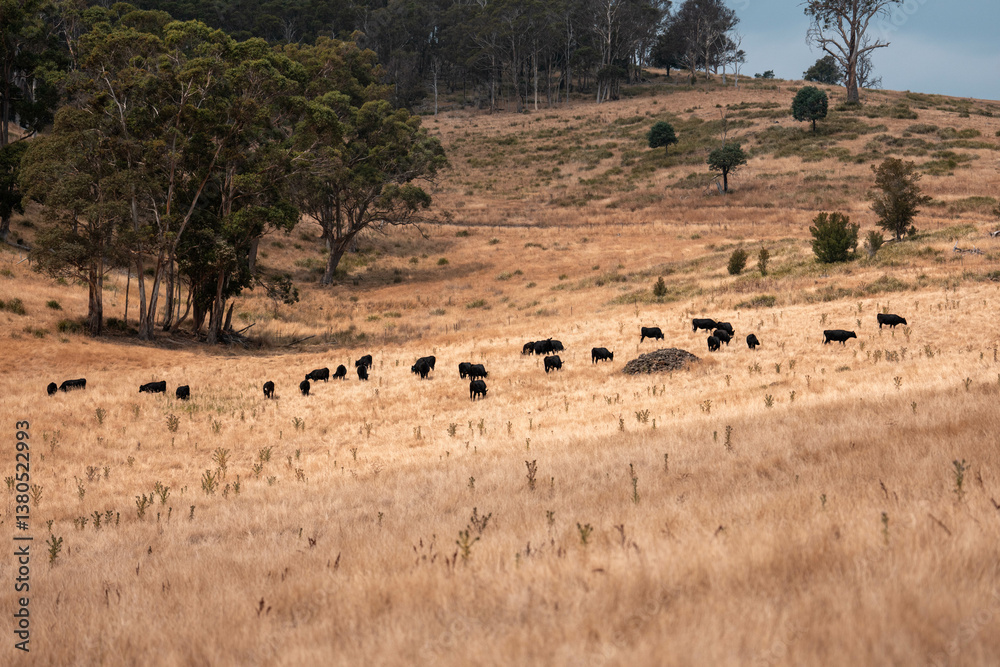 growing beef cows and cattle grazing on sustainable managed grasses on a farm. sustainable beef regenerative food farm