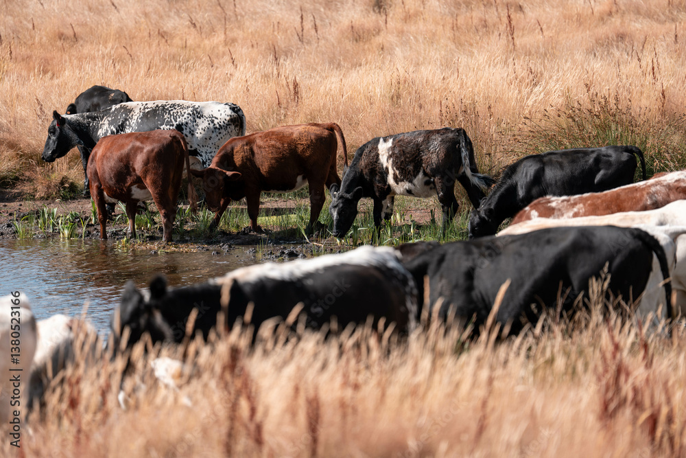 beef cows and cattle grazing on sustainable managed grasses on a farm holding microorganisms storing carbon sustainable regenerative