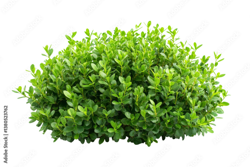 Closeup of Lush Green Bush Closeup of Lush Green Bush