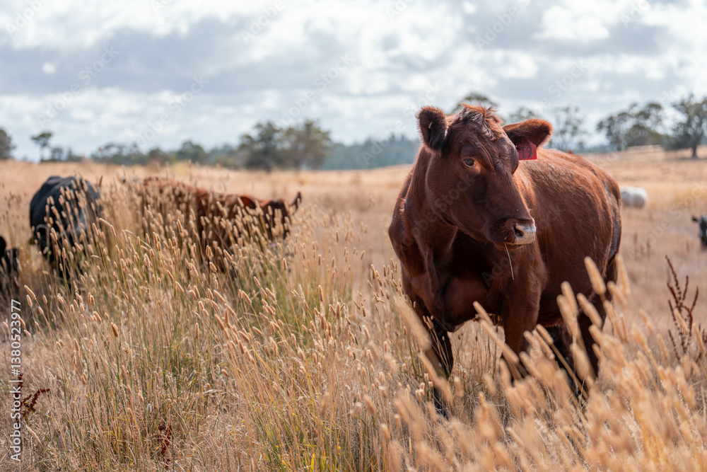 beef cows and cattle grazing on sustainable managed grasses on a farm holding microorganisms storing carbon sustainable regenerative