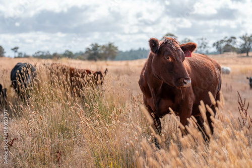 Obraz na płótnie beef cows and cattle grazing on sustainable managed grasses on a farm holding microorganisms storing carbon sustainable regenerative w salonie