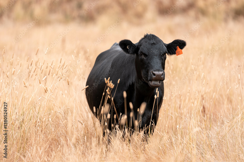 beef cows and cattle grazing on sustainable managed grasses on a farm holding microorganisms storing carbon sustainable regenerative