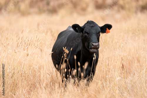 Obraz na płótnie beef cows and cattle grazing on sustainable managed grasses on a farm holding microorganisms storing carbon sustainable regenerative w salonie