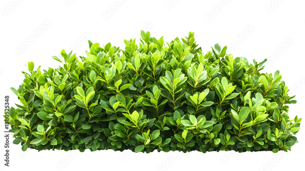 Vibrant Green Bush Isolated on White Background for Elegant Nature Designs Vibrant Green Bush Isolated on White Background for Elegant Nature Designs