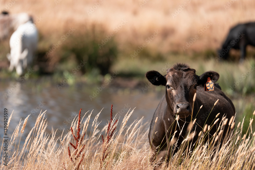growing beef cows and cattle grazing on sustainable managed grasses on a farm. sustainable beef regenerative food farm