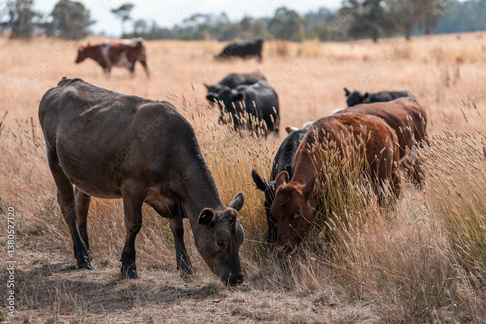 growing beef cows and cattle grazing on sustainable managed grasses on a farm. sustainable beef regenerative food farm