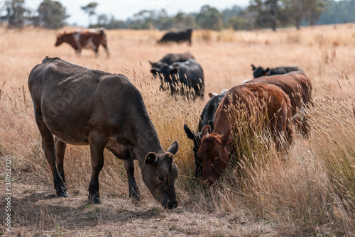 Obraz na płótnie growing beef cows and cattle grazing on sustainable managed grasses on a farm. sustainable beef regenerative food farm w salonie