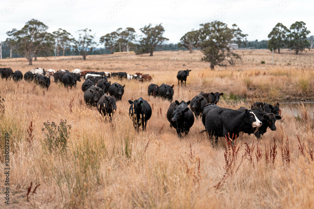 growing beef cows and cattle grazing on sustainable managed grasses on a farm. sustainable beef regenerative food farm