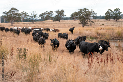 Obraz na płótnie growing beef cows and cattle grazing on sustainable managed grasses on a farm. sustainable beef regenerative food farm w salonie