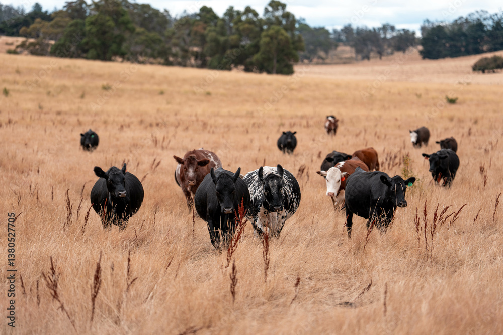 growing beef cows and cattle grazing on sustainable managed grasses on a farm. sustainable beef regenerative food farm