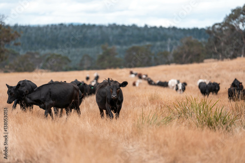 beef cows and cattle grazing on sustainable managed grasses on a farm holding microorganisms storing carbon sustainable regenerative