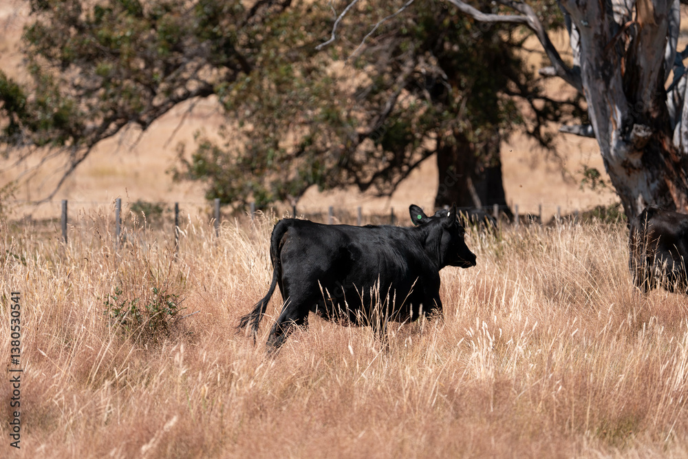 growing beef cows and cattle grazing on sustainable managed grasses on a farm. sustainable beef regenerative food farm
