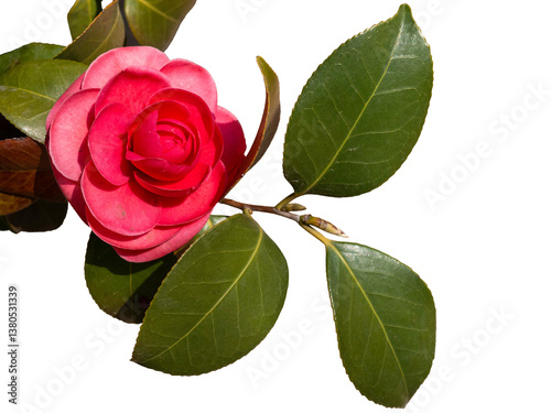 빨간 동백꽃 png 파일,동백꽃 누끼 사진 파일