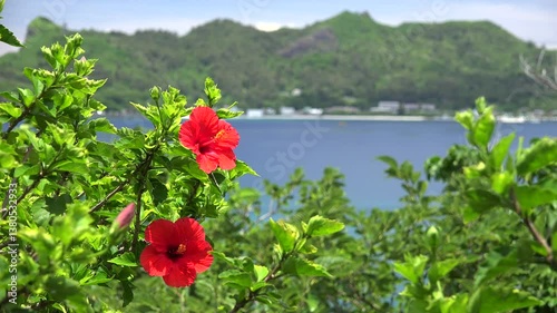 ハイビスカス3　小笠原村父島