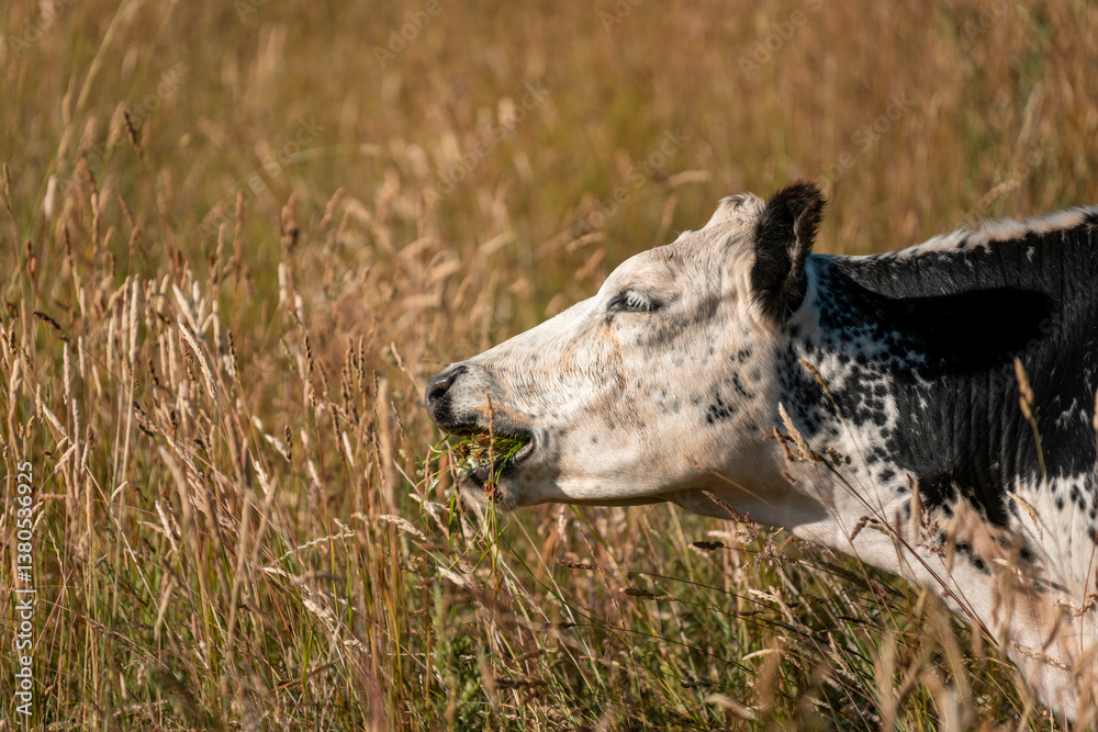 growing beef cows and cattle grazing on sustainable managed grasses on a farm. sustainable beef regenerative food farm