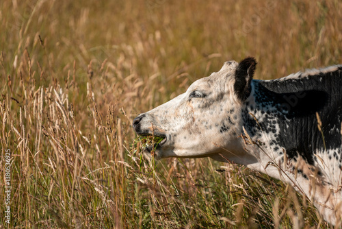 Obraz na płótnie growing beef cows and cattle grazing on sustainable managed grasses on a farm. sustainable beef regenerative food farm w salonie