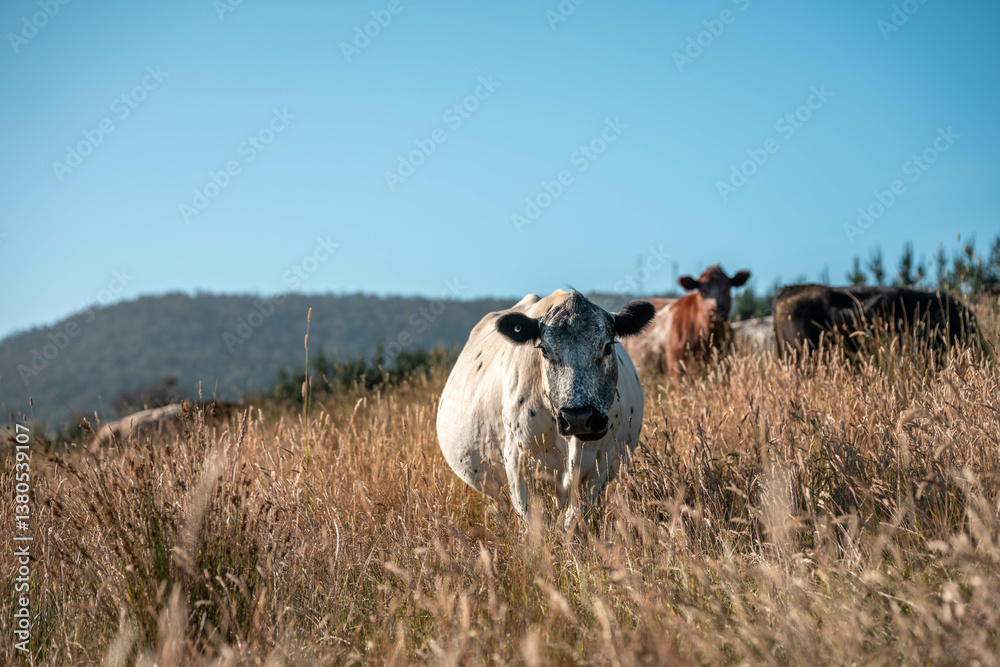 growing beef cows and cattle grazing on sustainable managed grasses on a farm. sustainable beef regenerative food farm