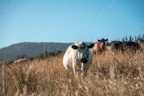 Obraz na płótnie growing beef cows and cattle grazing on sustainable managed grasses on a farm. sustainable beef regenerative food farm w salonie