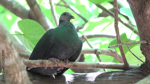 天然記念物アカガシラカラスバト2　世界自然遺産小笠原村父島の絶滅危惧種