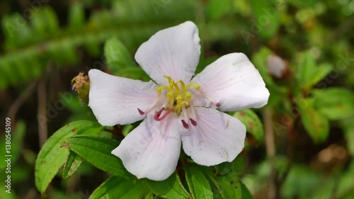 ハハジマノボタンの花1　世界で母島だけに咲く花