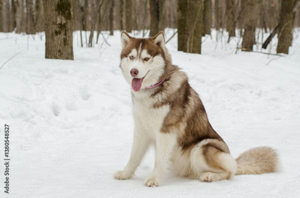 Siberian husky sits gracefully in snow, surrounded by leafless forest trees. Cool tones dominate scene, emphasizing winter atmosphere. Dogs pink collar adds contrast Siberian husky sits gracefully in snow, surrounded by leafless forest trees. Cool tones dominate scene, emphasizing winter atmosphere. Dogs pink collar adds contrast