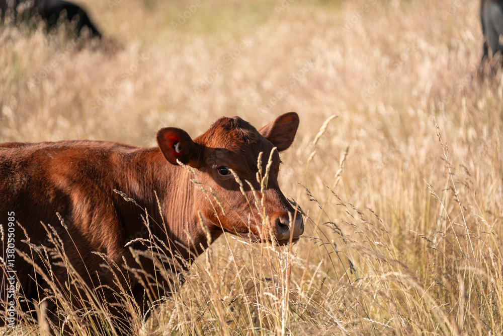growing beef cows and cattle grazing on sustainable managed grasses on a farm. sustainable beef regenerative food farm