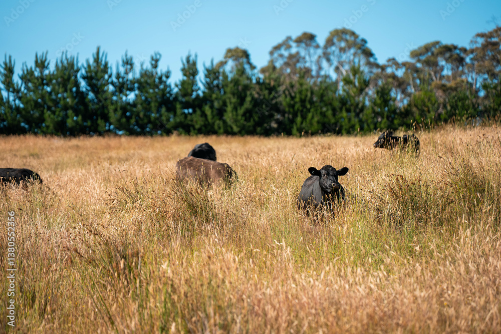 beef cows and cattle grazing on sustainable managed grasses on a farm holding microorganisms storing carbon sustainable regenerative
