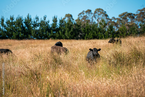 Obraz na płótnie beef cows and cattle grazing on sustainable managed grasses on a farm holding microorganisms storing carbon sustainable regenerative w salonie