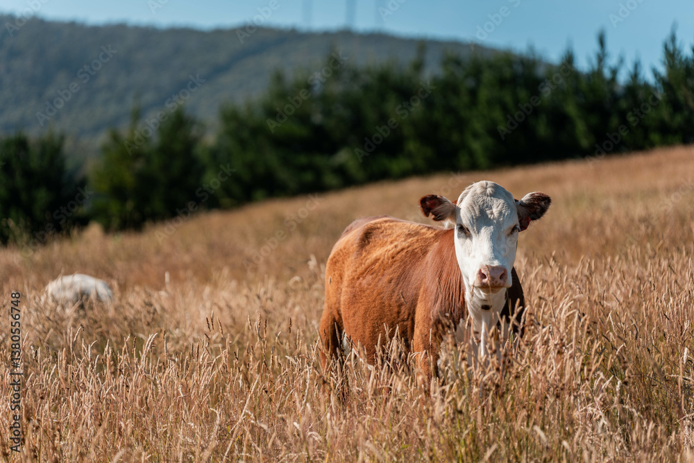 growing beef cows and cattle grazing on sustainable managed grasses on a farm. sustainable beef regenerative food farm