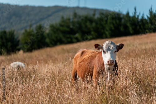 Obraz na płótnie growing beef cows and cattle grazing on sustainable managed grasses on a farm. sustainable beef regenerative food farm w salonie
