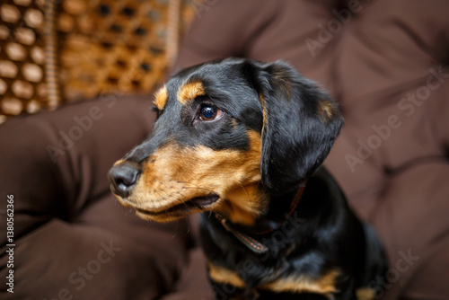 Obraz na płótnie An adorable Black and Tan dog is comfortably relaxing on a warm brown couch, showcasing its charming personality and cute expression while embodying the essence of furry companionship at home w salonie