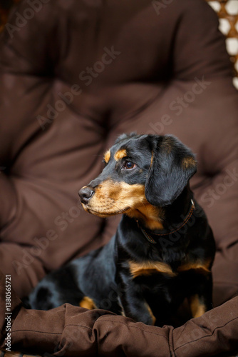 A charming Black and Tan dog is relaxing comfortably in a cozy bean bag chair, exuding an aura of calmness and contentment. This adorable canine companion radiates happiness and tranquility