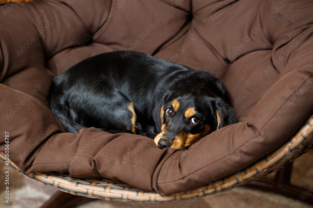 A cozy black and brown dog is snuggled in a Papasan chair, embodying tranquility and the bond with humans, radiating warmth and creating a delightful, inviting, and peaceful atmosphere
