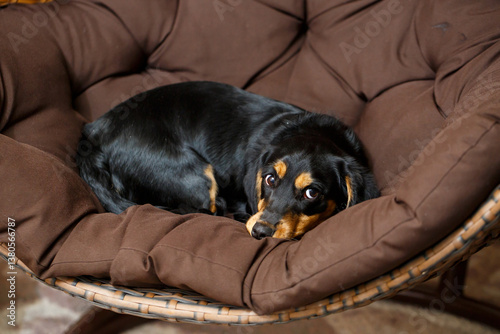 Obraz na płótnie A cozy black and brown dog is snuggled in a Papasan chair, embodying tranquility and the bond with humans, radiating warmth and creating a delightful, inviting, and peaceful atmosphere w salonie