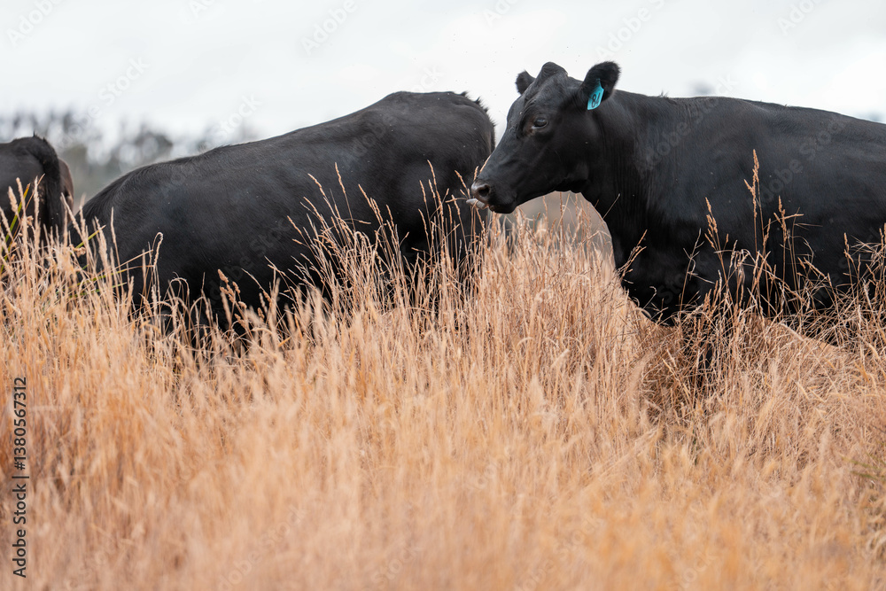 growing beef cows and cattle grazing on sustainable managed grasses on a farm. sustainable beef regenerative food farm