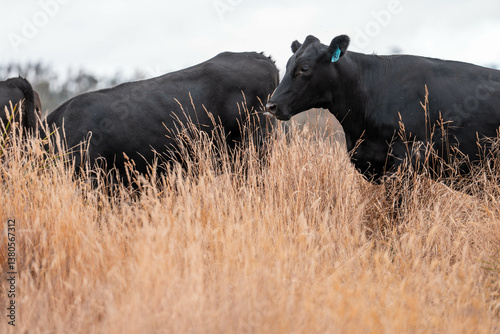 Obraz na płótnie growing beef cows and cattle grazing on sustainable managed grasses on a farm. sustainable beef regenerative food farm w salonie